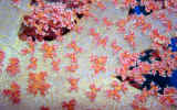 DSCN2470LA_MOD_zoom.jpg (3001124 byte)